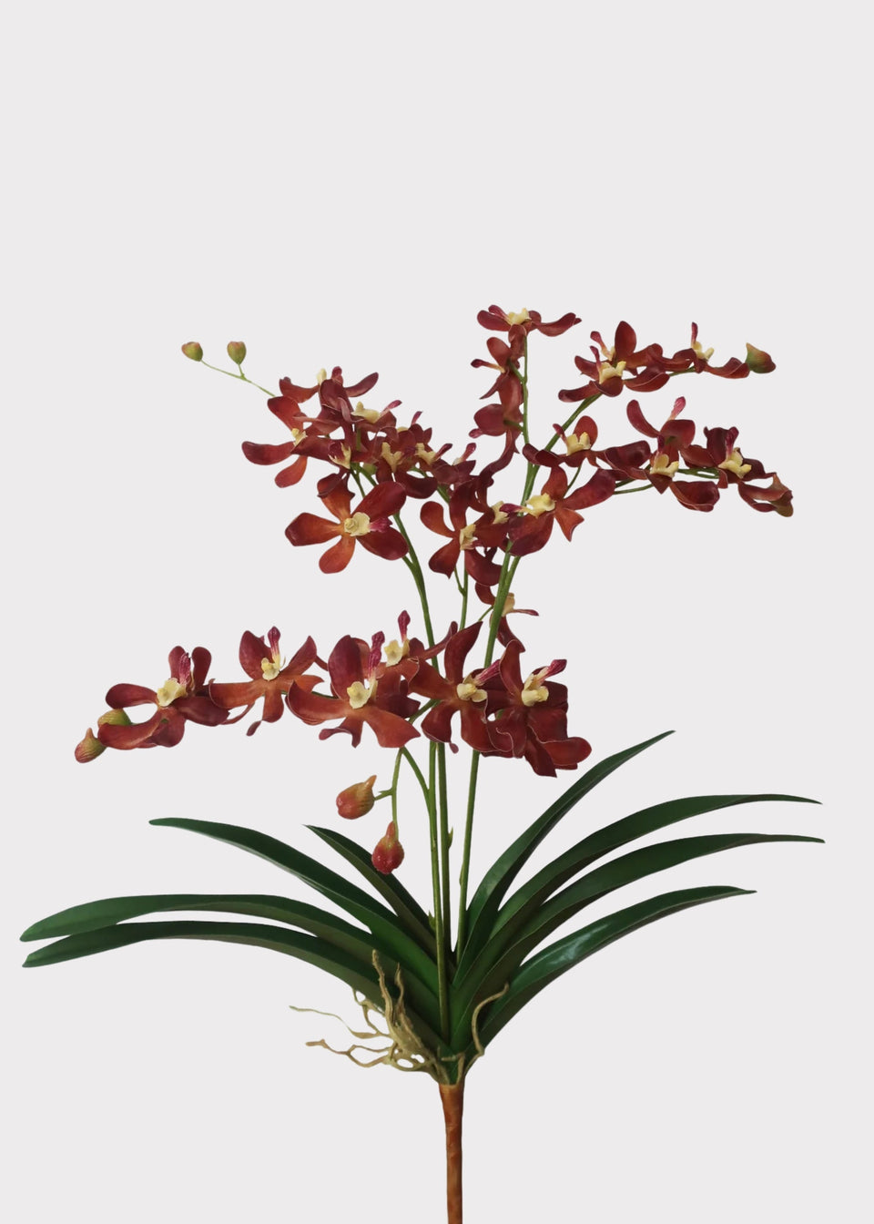 Mocha Brown Faux Blooming Vanda Orchid Plant - 25"