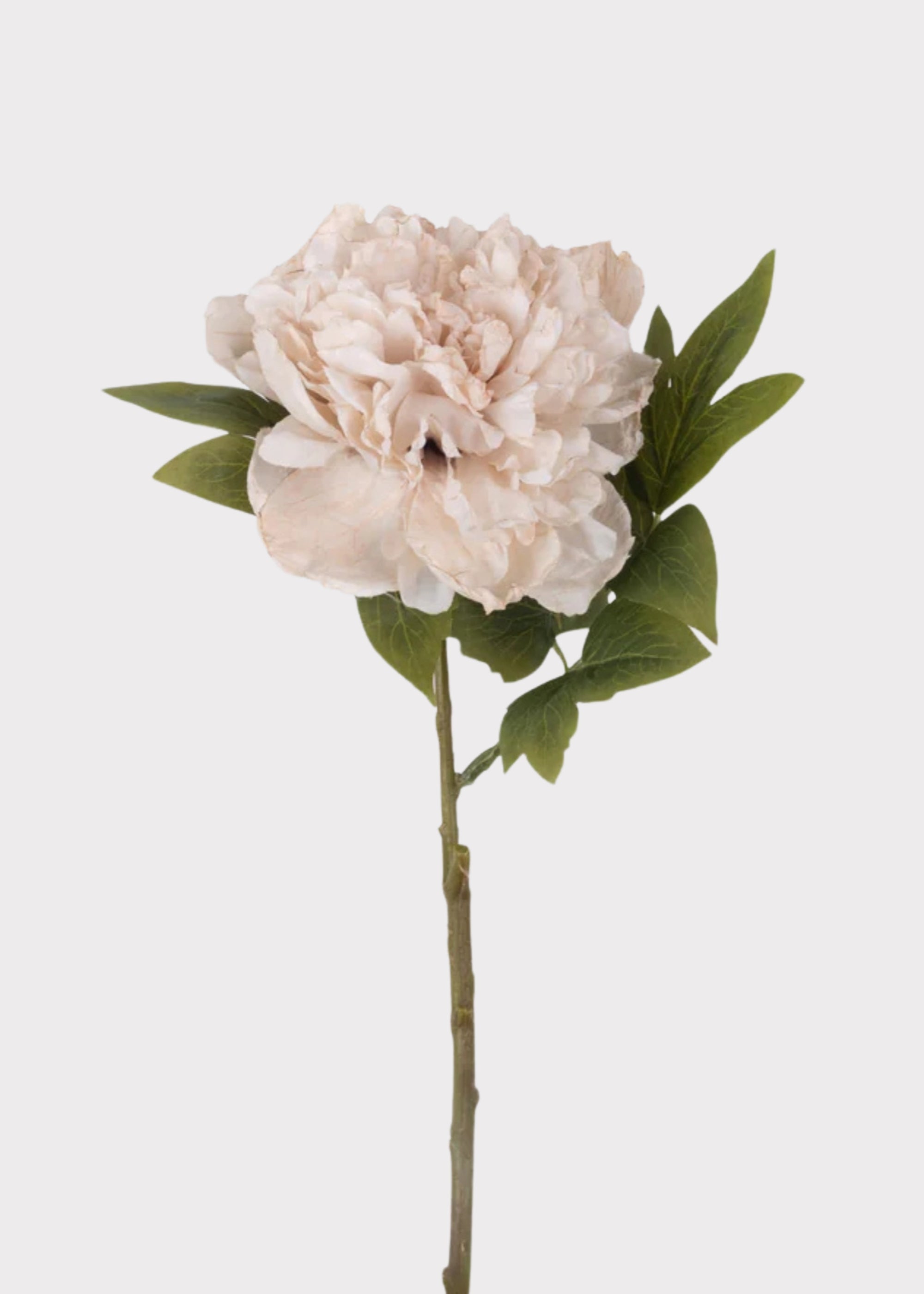 Abigail Ahern Beige Blush Artificial Peony Flower - 17.5"