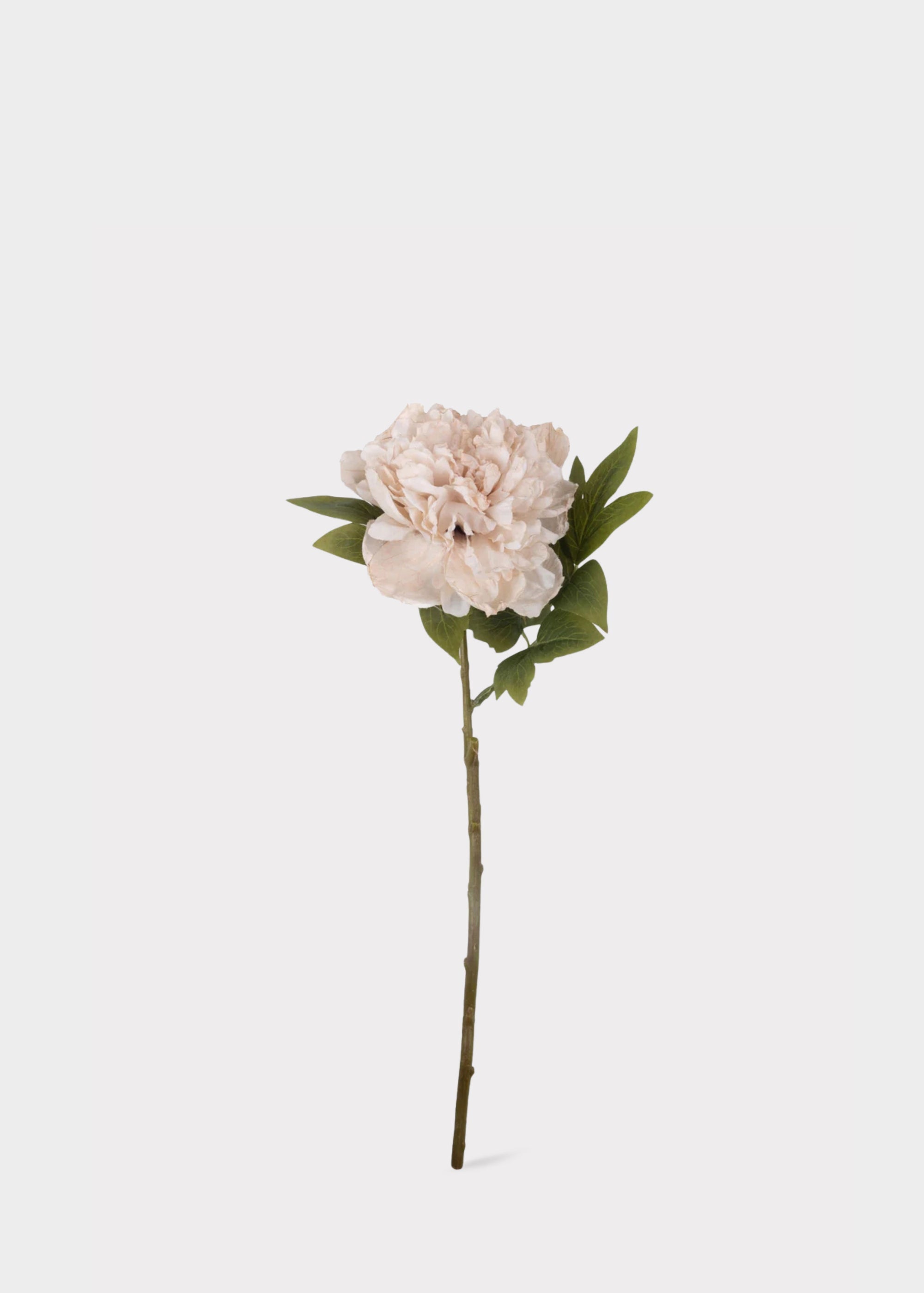 Abigail Ahern Beige Blush Artificial Peony Flower - 17.5"