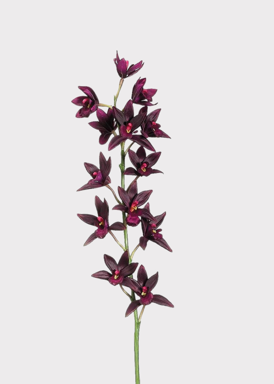 Artificial Cymbidium Orchid in Plum - 38"