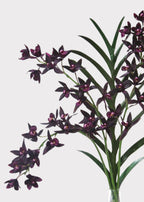 Artificial Cymbidium Orchid in Plum - 38"