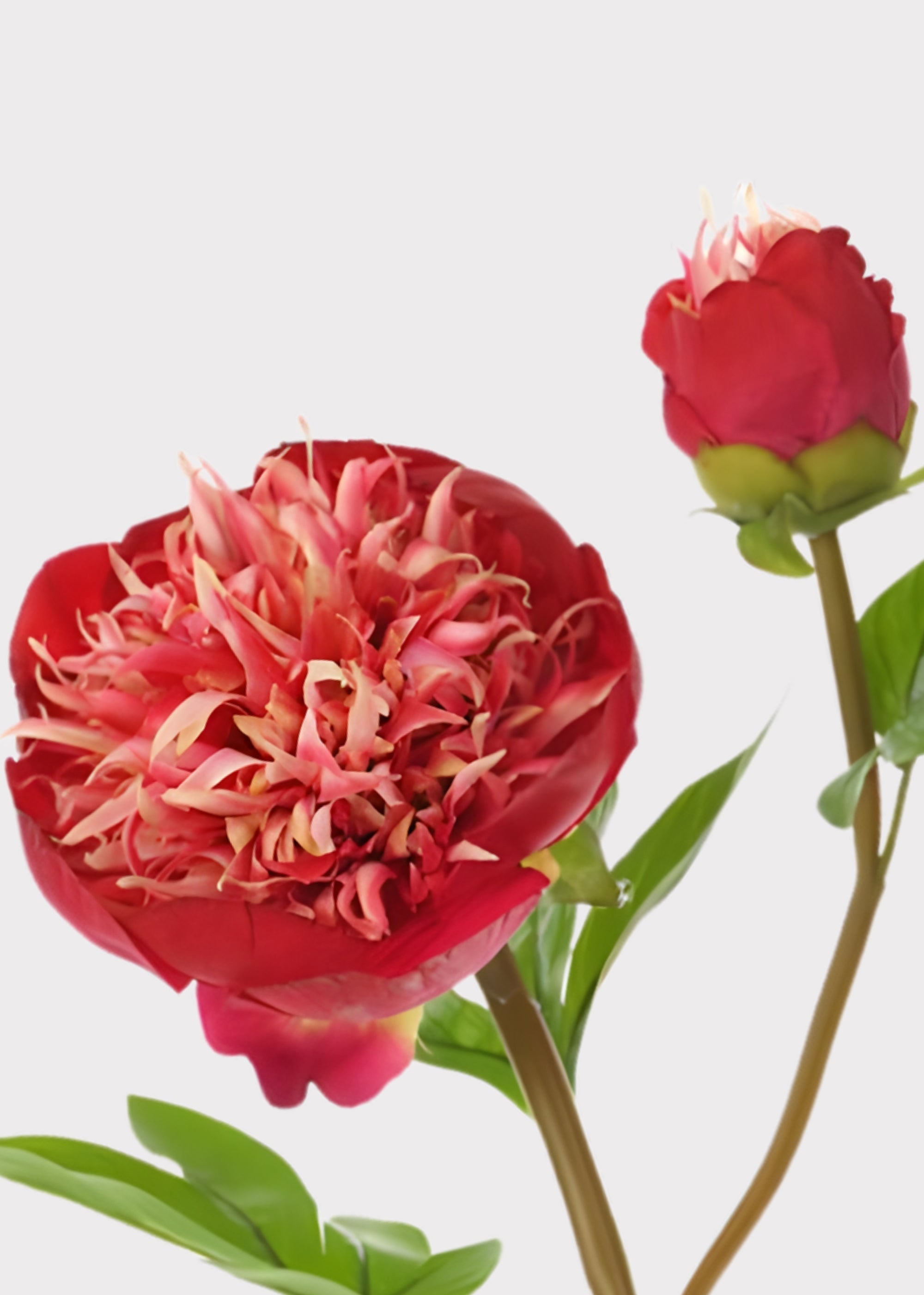 Red and Cream Fake Real Touch Peony with Bud - 26"