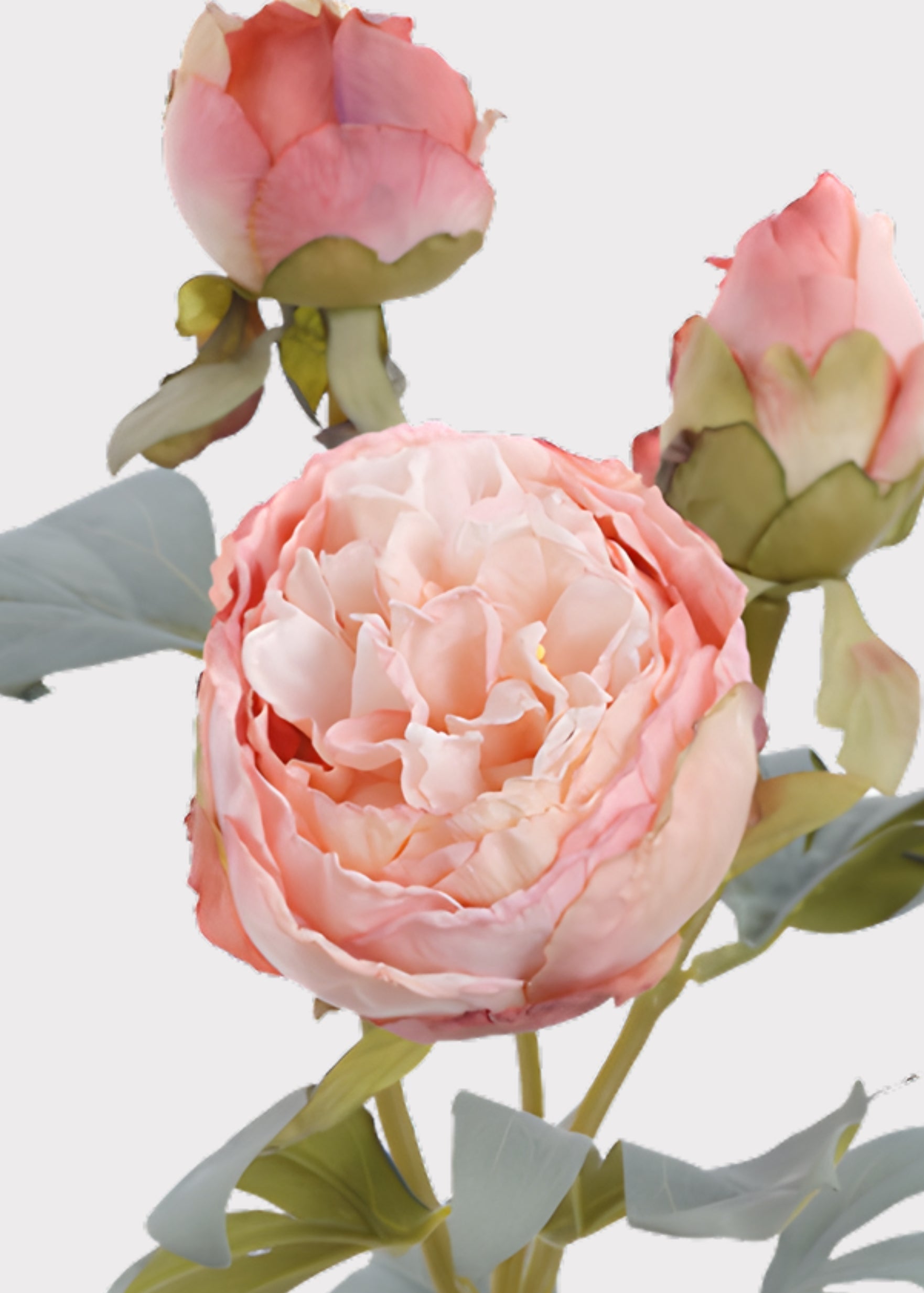 Pink Peony Dried Look Artificial Flower - 24"