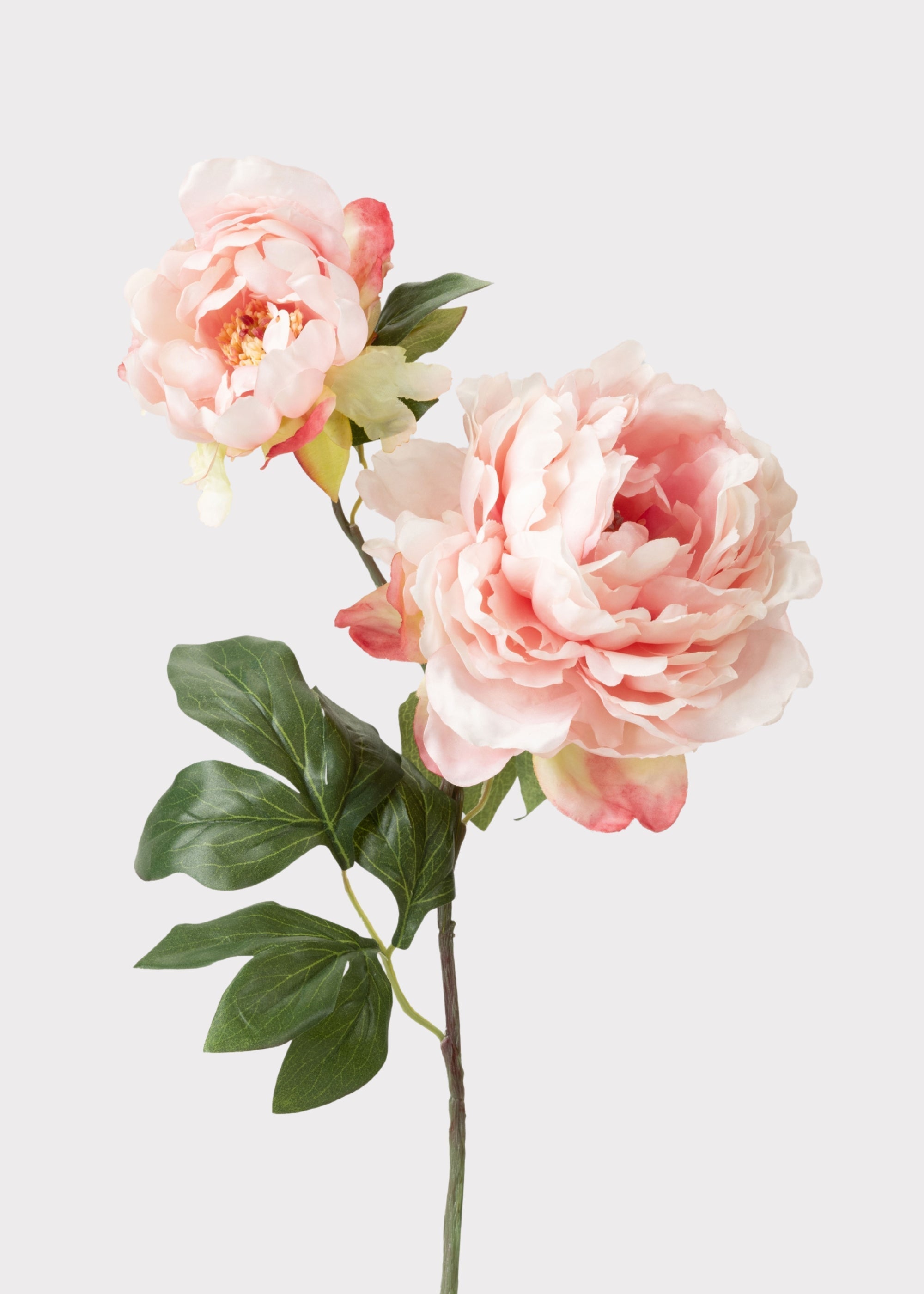 Pink Artificial Blooming Peony with Bud - 19.5"