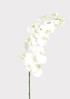 White Cream Artificial Phalaenopsis Orchids - 39"