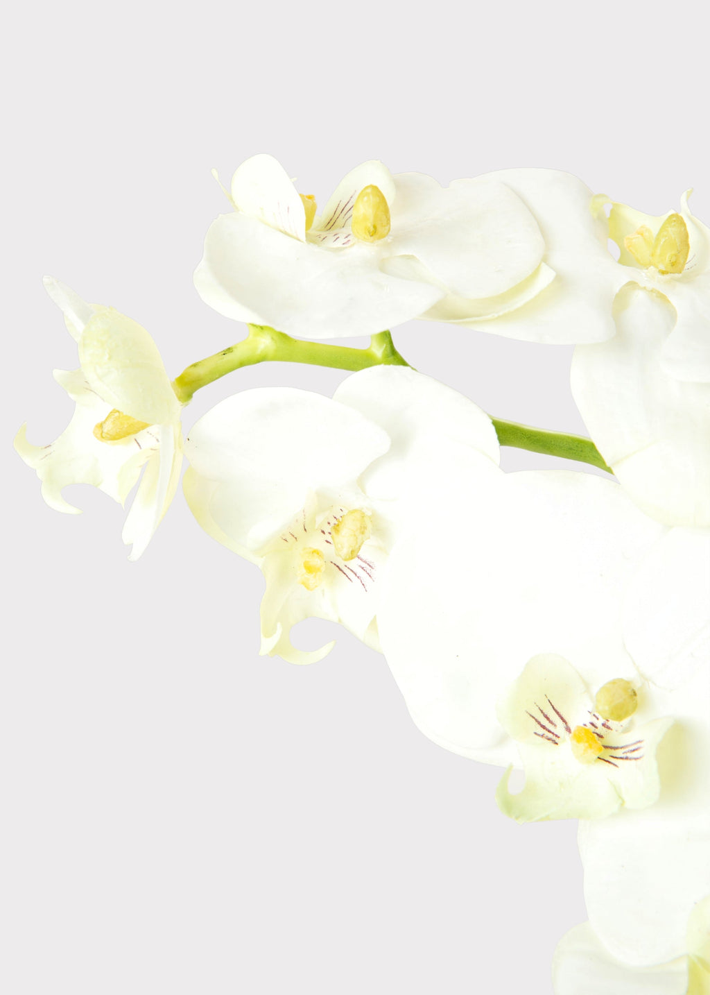 White Cream Artificial Phalaenopsis Orchids - 39"