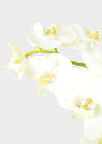 White Cream Artificial Phalaenopsis Orchids - 39"