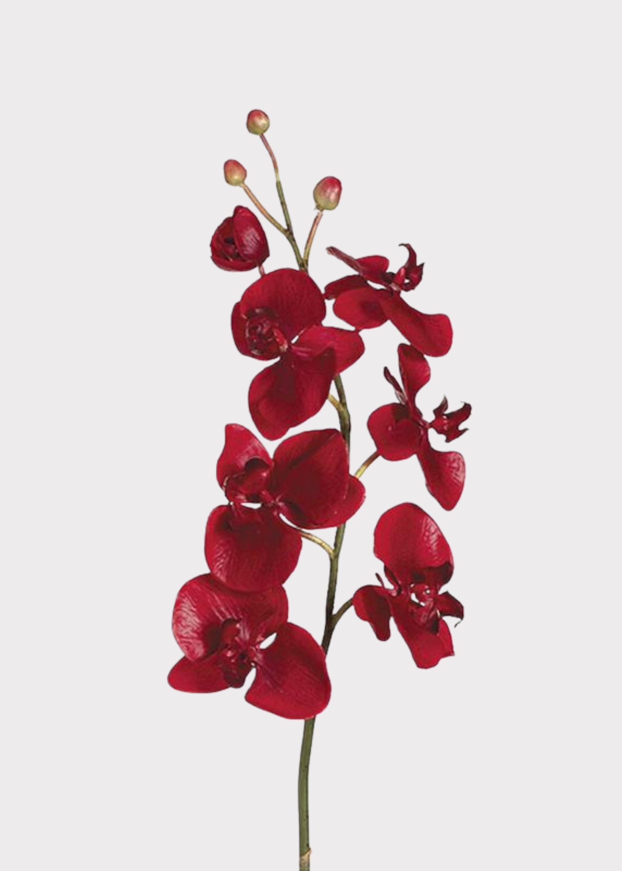 Red Artificial Phalaenopsis Orchid - 38"