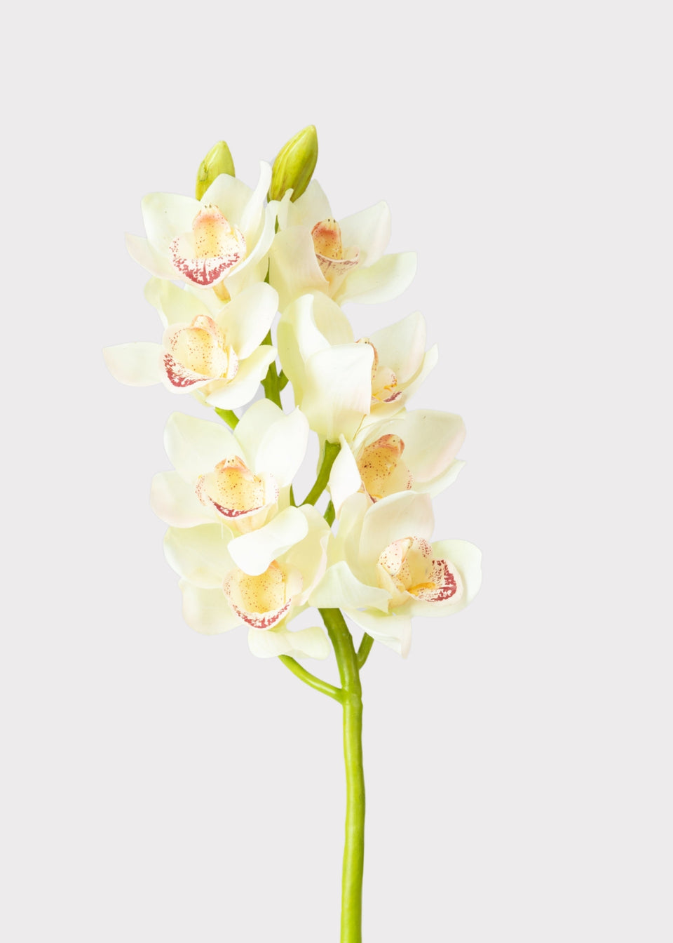 Cream and Burgundy Artificial Cymbidium Orchids - 28.5"