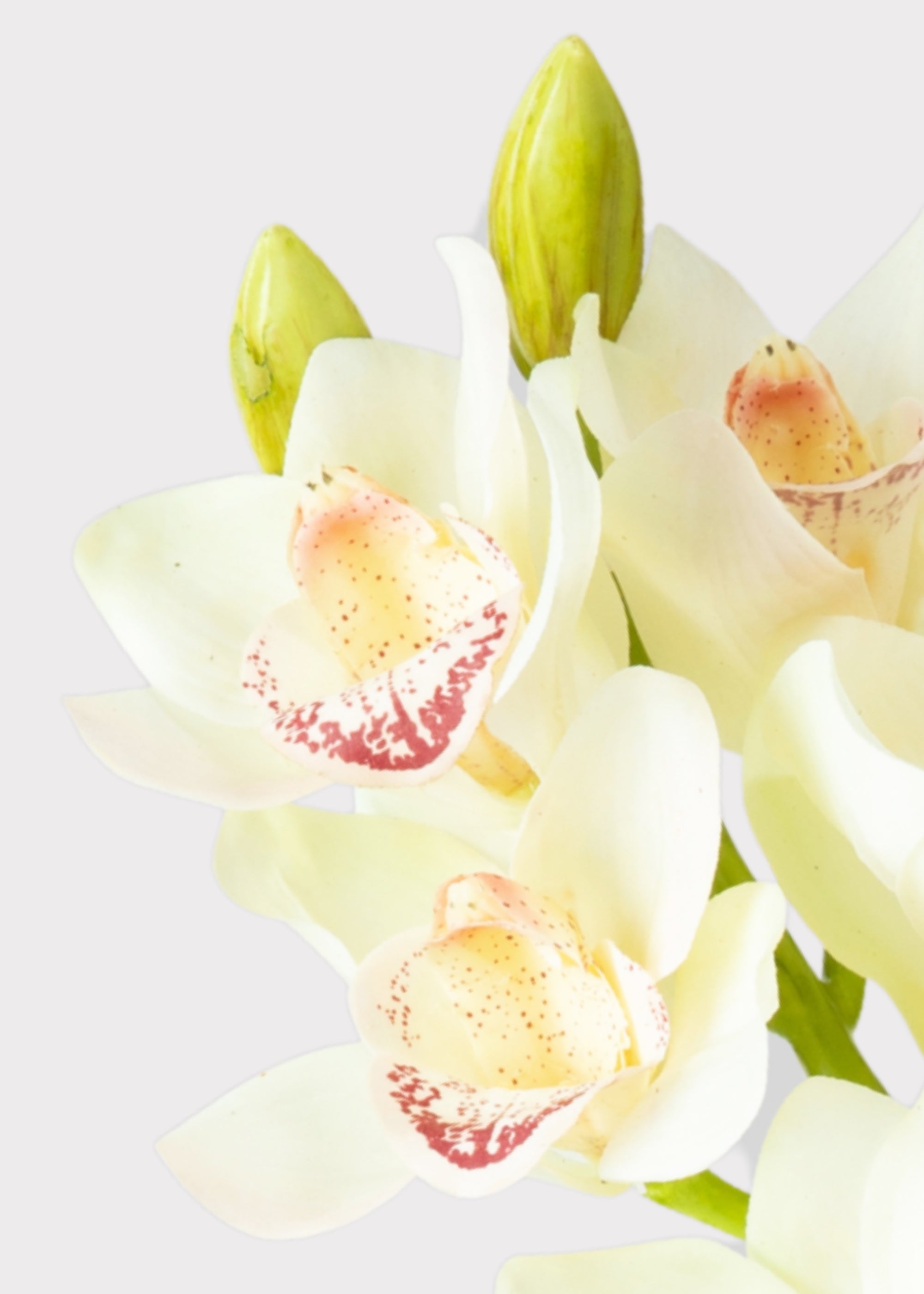 Cream and Burgundy Artificial Cymbidium Orchids - 28.5"