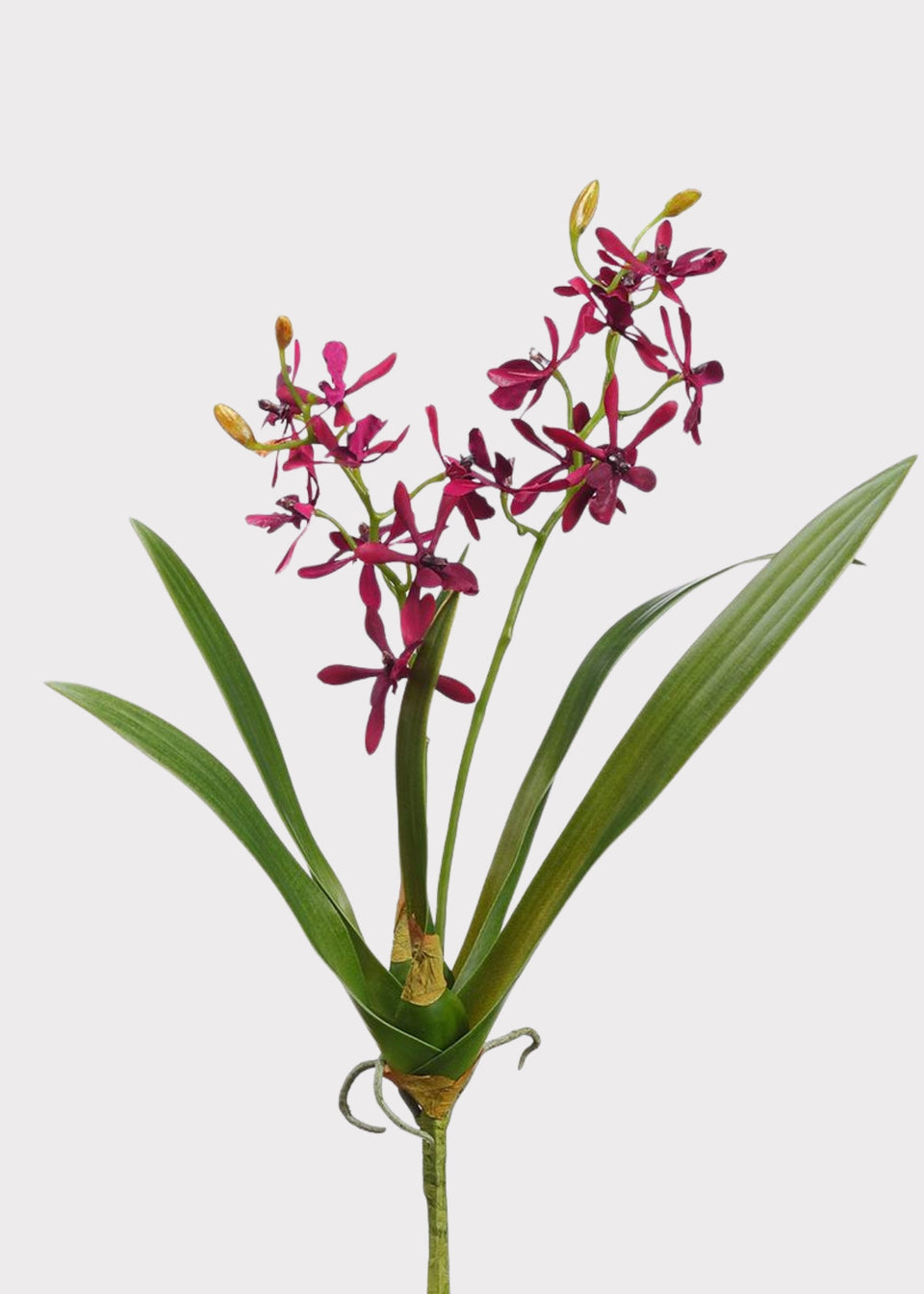 Burgundy Artificial Blooming Cattleya Orchid Plant - 16"