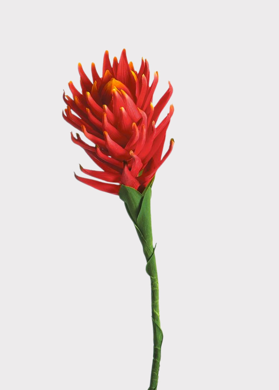 Flame Red and Orange Protea Fake Tropical Flower - 36"