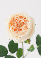 Peach Real Touch Rose Artificial Flower - 24"