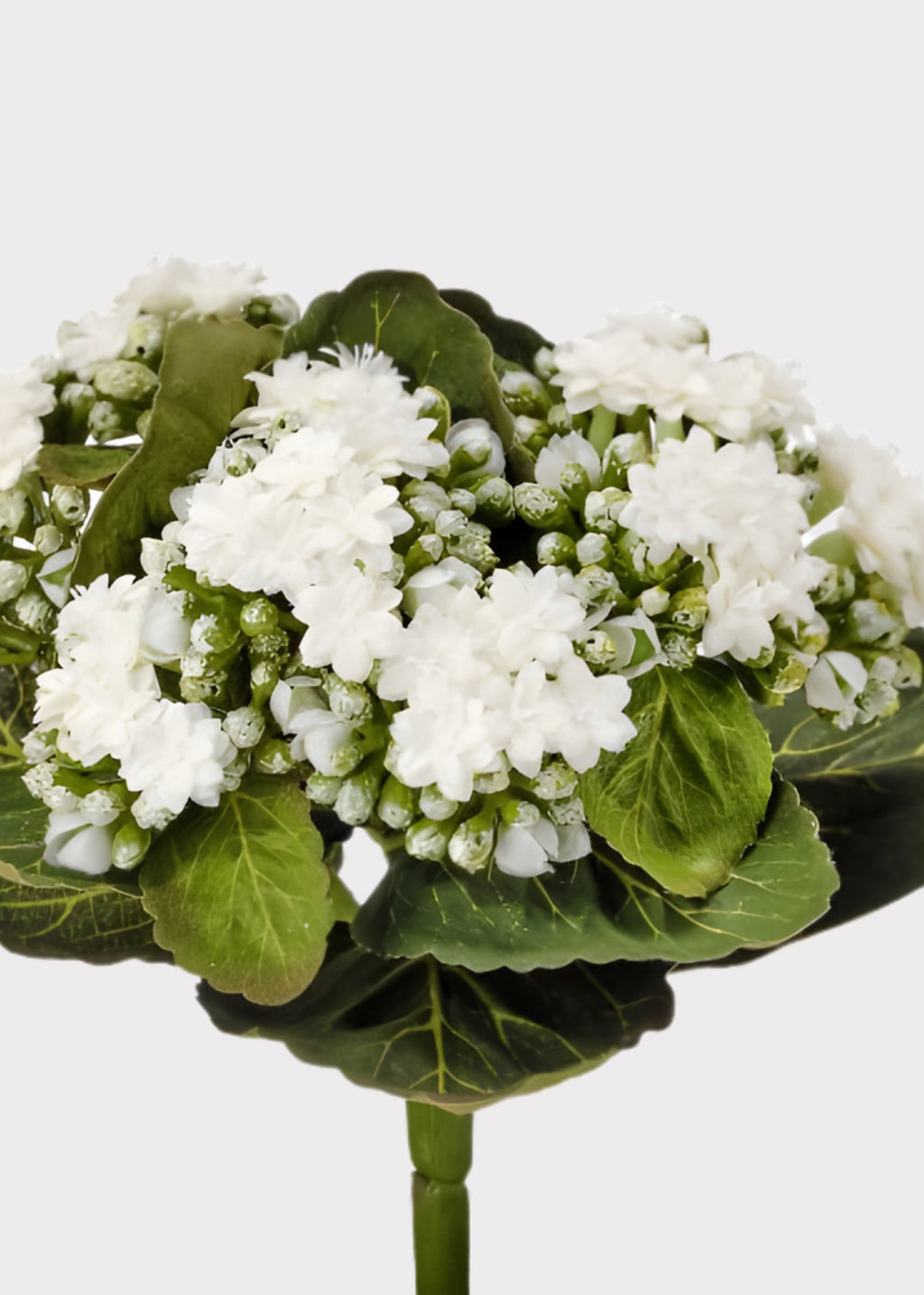 Cream White Small Fake Kalanchoe Blooming Plant - 9"