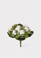 Cream White Small Fake Kalanchoe Blooming Plant - 9"