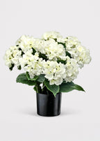 Potted Fake Hydrangea in White Green - 22"