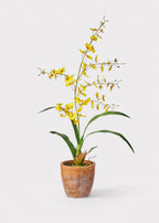 Yellow Natural Touch Oncidium Orchid Plant in Clay Pot - 29"