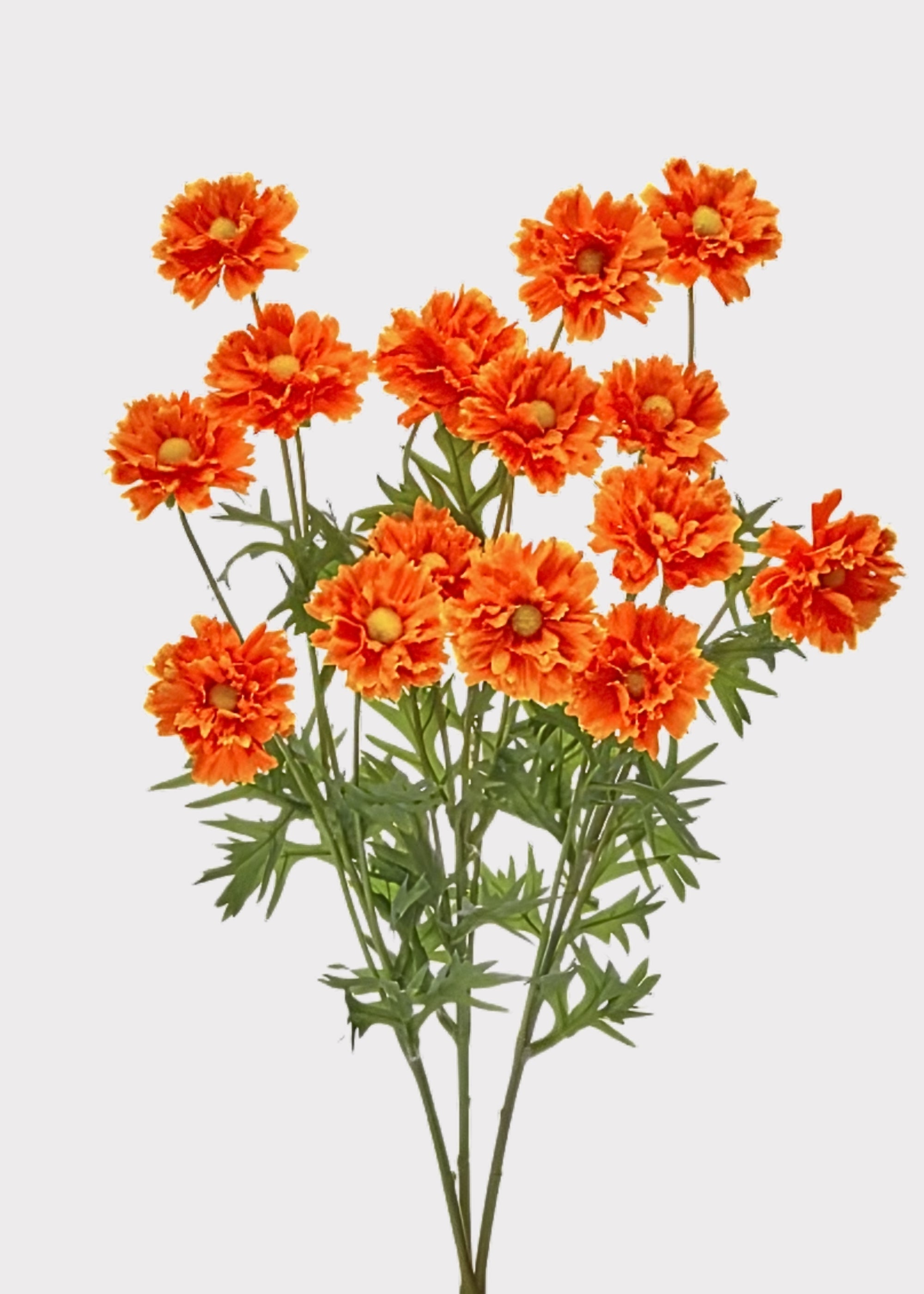 Orange Fake Ruffle Cosmos Flower Bush - 20"