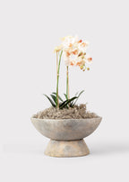 Faux Blush Phalaenopsis Orchid Drop-In Plant - 23"
