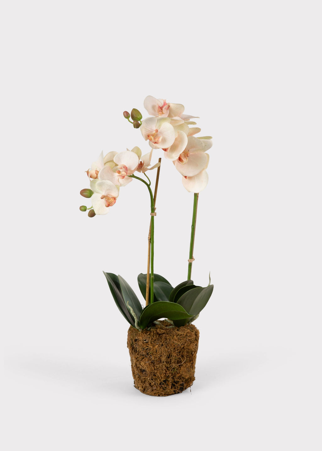 Faux Blush Phalaenopsis Orchid Drop-In Plant - 23"