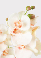 Faux Blush Phalaenopsis Orchid Drop-In Plant - 23"