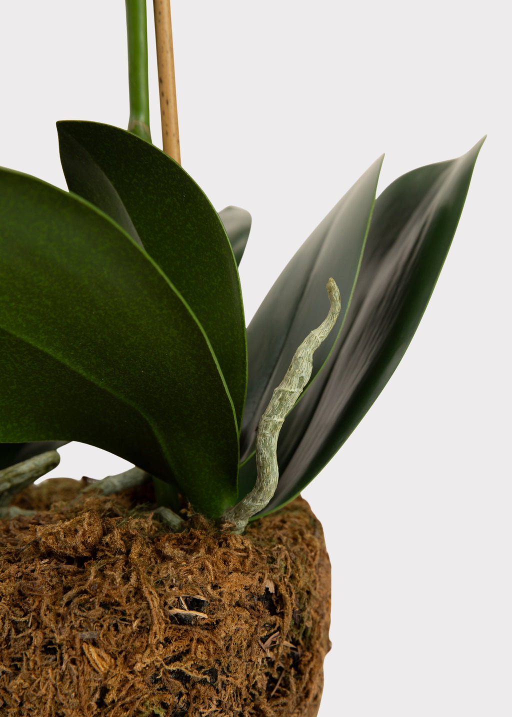 Faux Blush Phalaenopsis Orchid Drop-In Plant - 23"