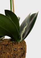 Faux Blush Phalaenopsis Orchid Drop-In Plant - 23"