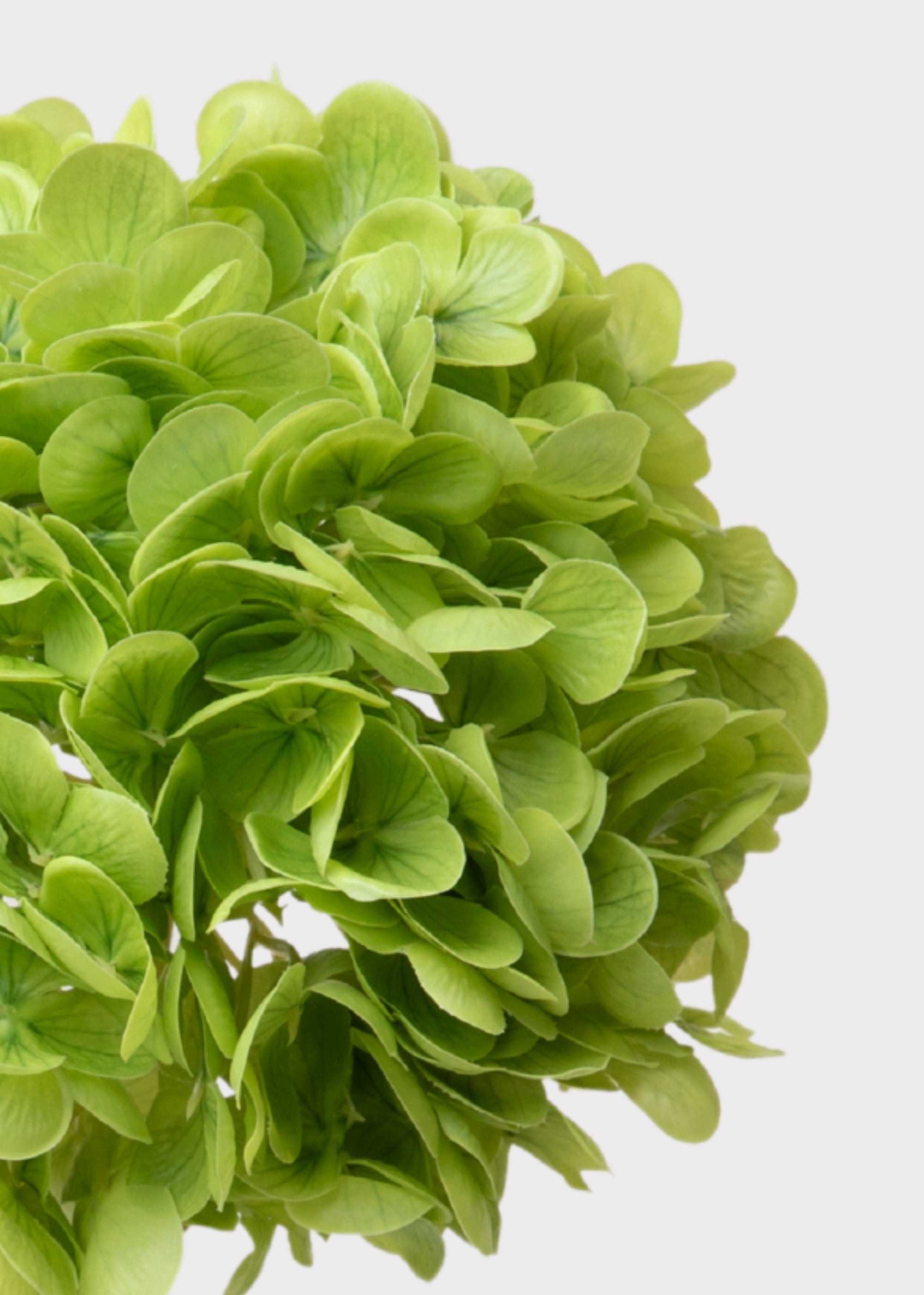 Hydrangea Real Touch Fake Flower in Green - 18.5"