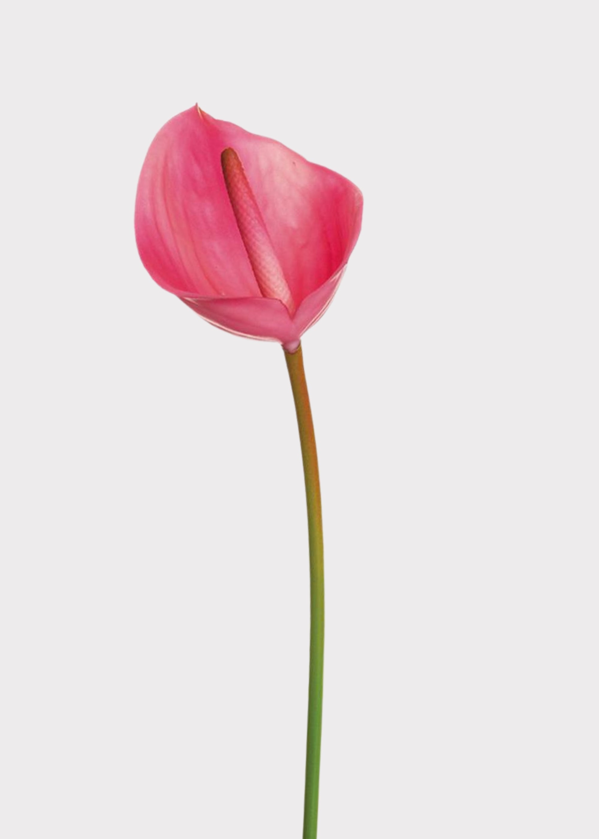 Real Touch Anthurium Tropical Fake Flower in Magenta Pink - 23.5"