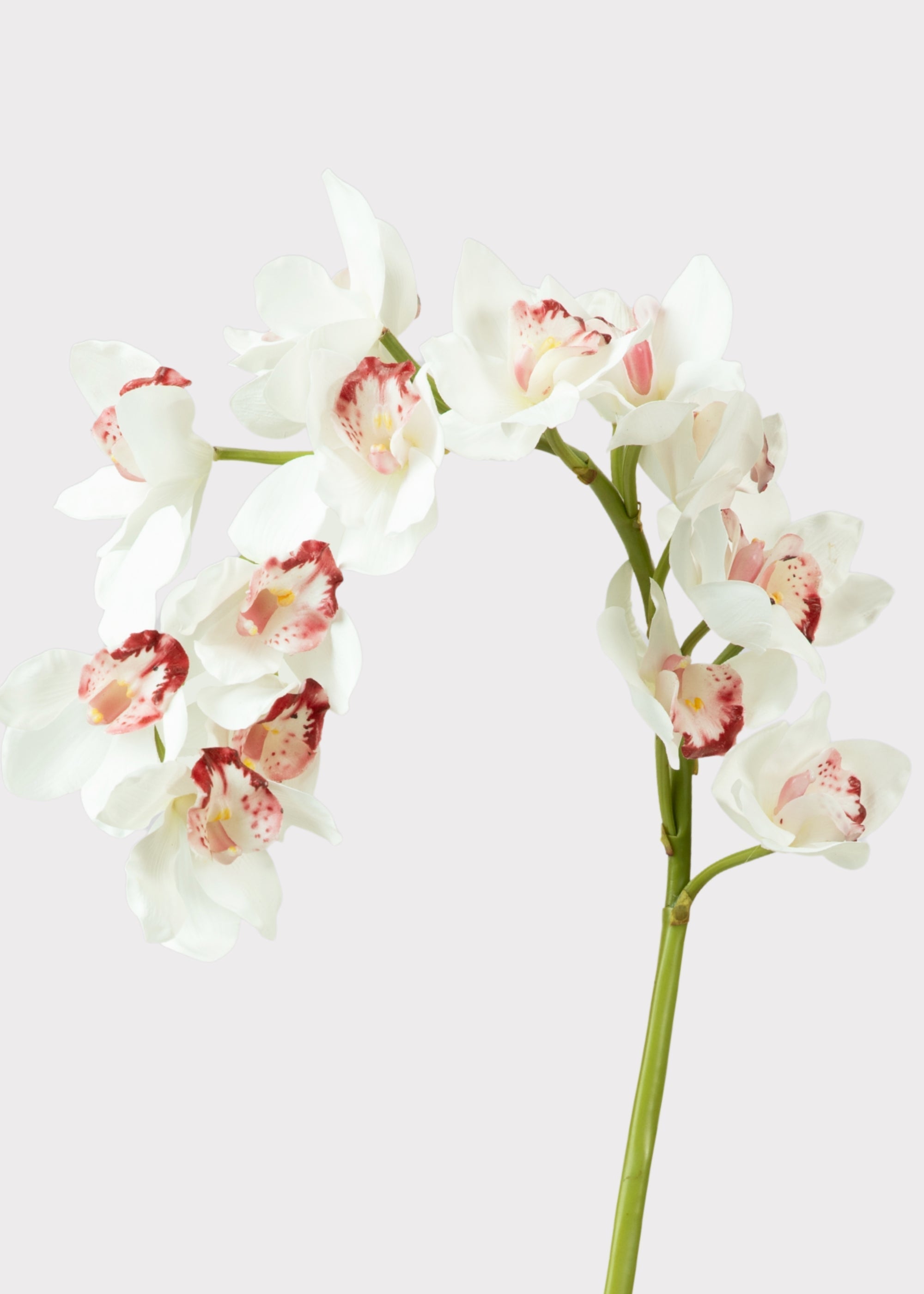 Large Natural Touch Cymbidium Orchid in White - 45"