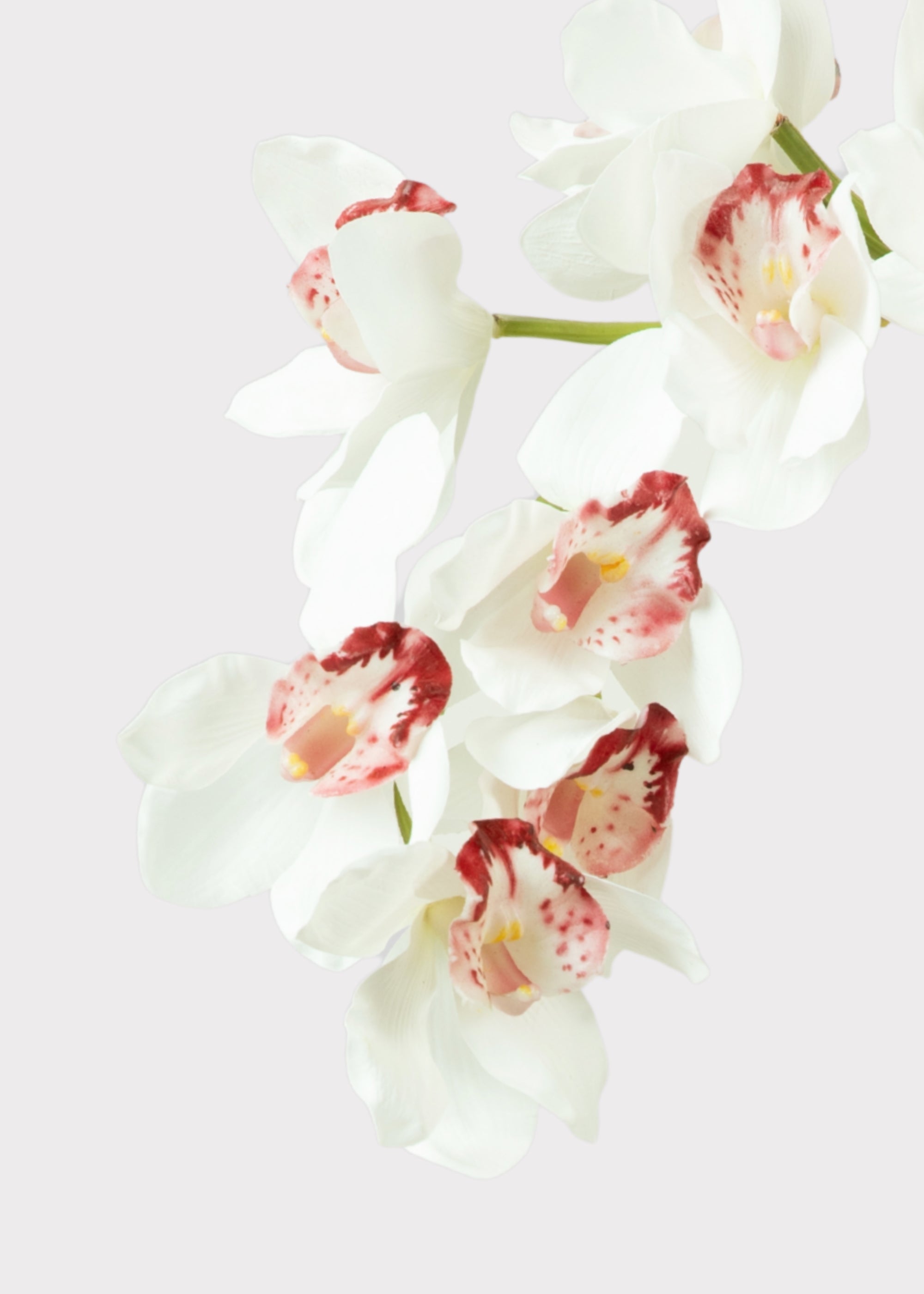 Large Natural Touch Cymbidium Orchid in White - 45"