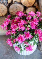UV Treated Indoor/Outdoor Fake Azalea Hanging Bush - 24"