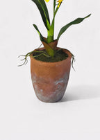 Yellow Natural Touch Oncidium Orchid Plant in Clay Pot - 29"