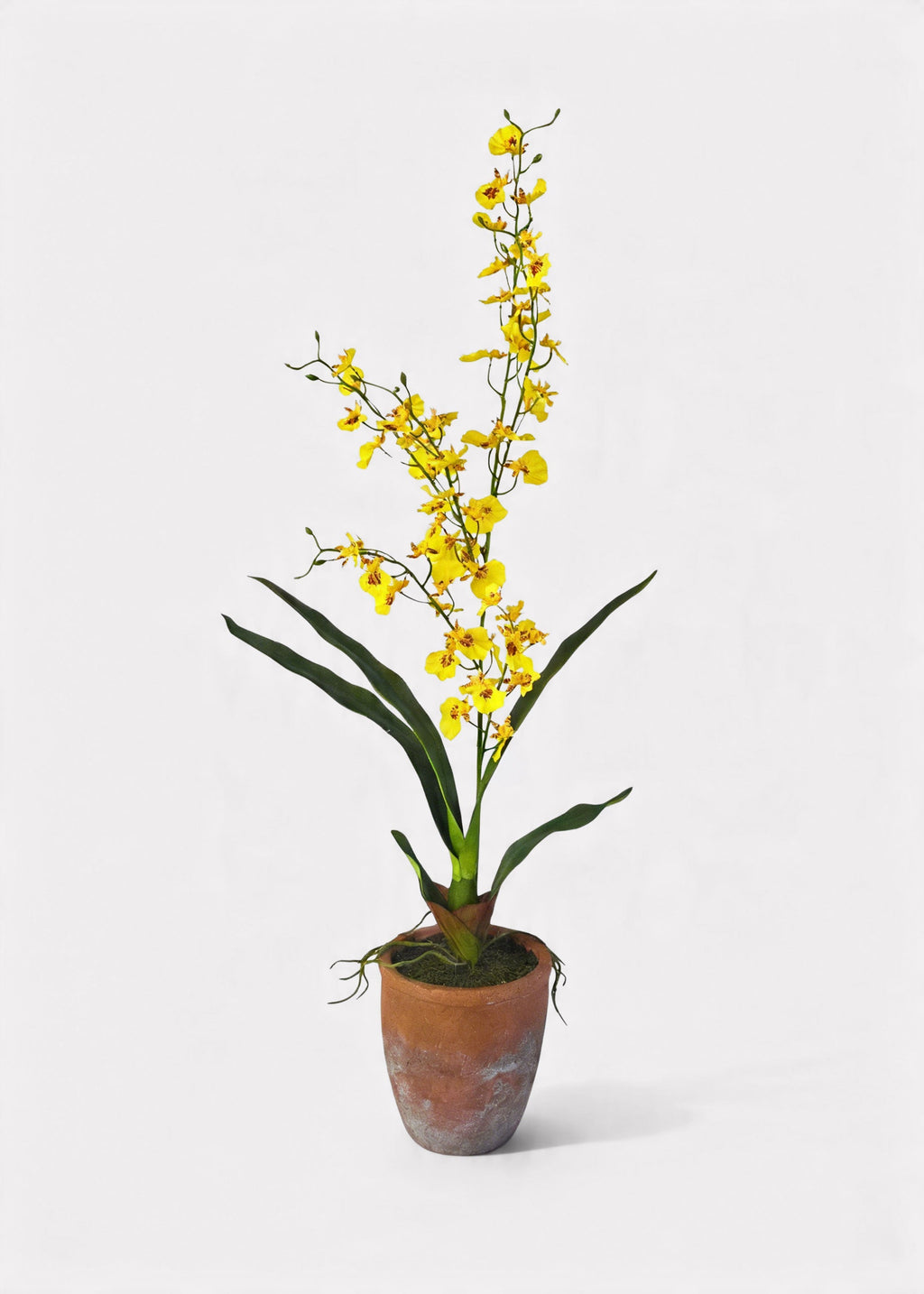 Yellow Natural Touch Oncidium Orchid Plant in Clay Pot - 29"