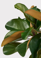 Artificial Magnolia 3-Stem Bundle - 18"