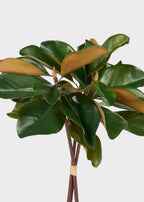 Artificial Magnolia 3-Stem Bundle - 18"