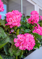Pink Fake Geranium Indoor/Outdoor Water Resistant Bush - 22"