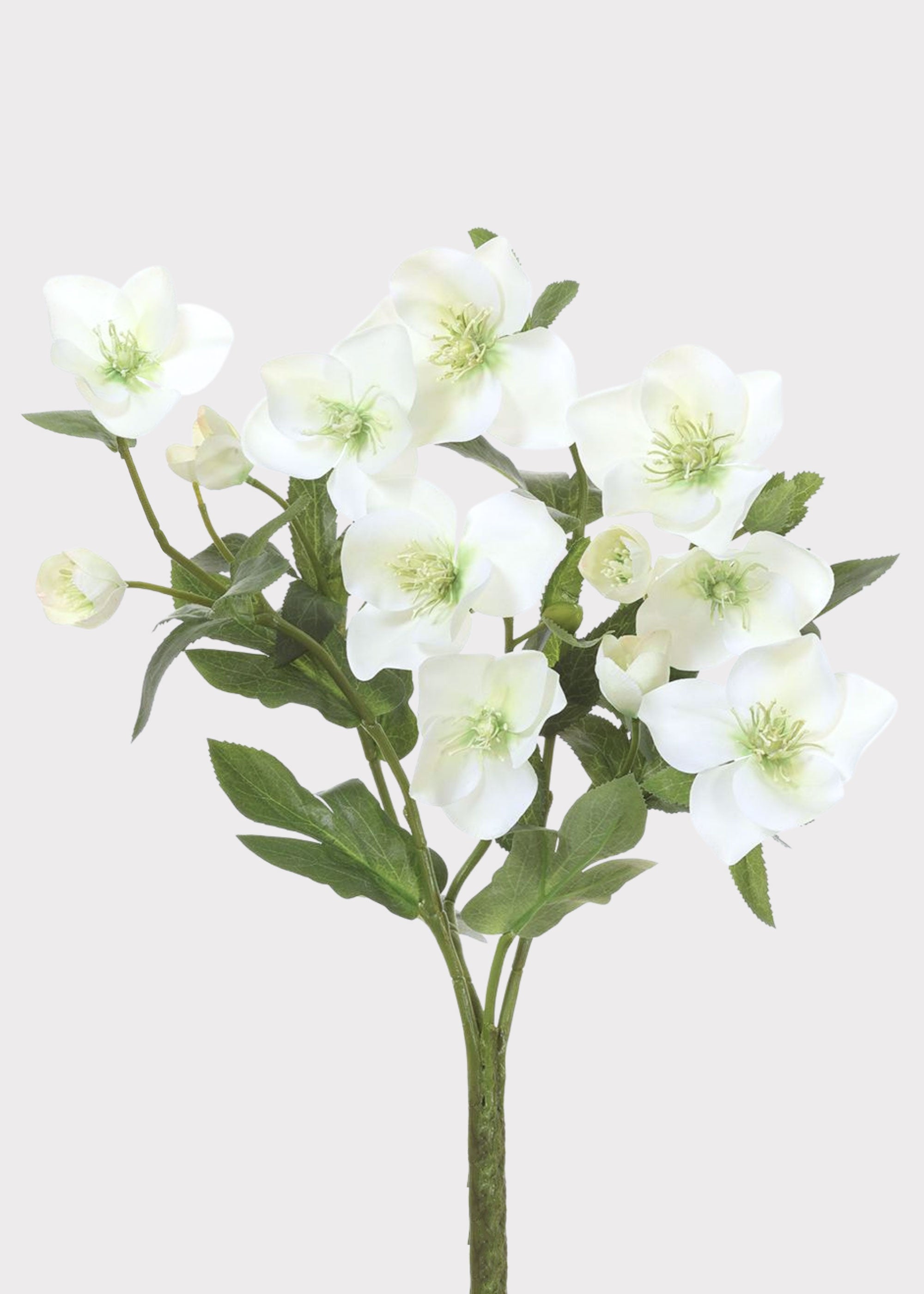 Cream Green Fake Helleborus Flower Bush - 14"
