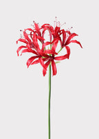 Red Nerine Spider Lily Artificial Flower - 29"