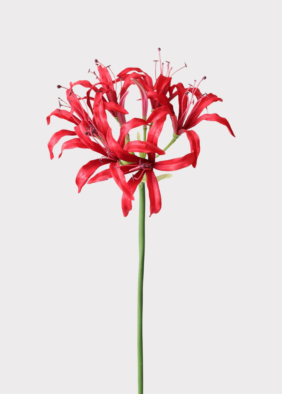 Red Nerine Spider Lily Artificial Flower - 29"