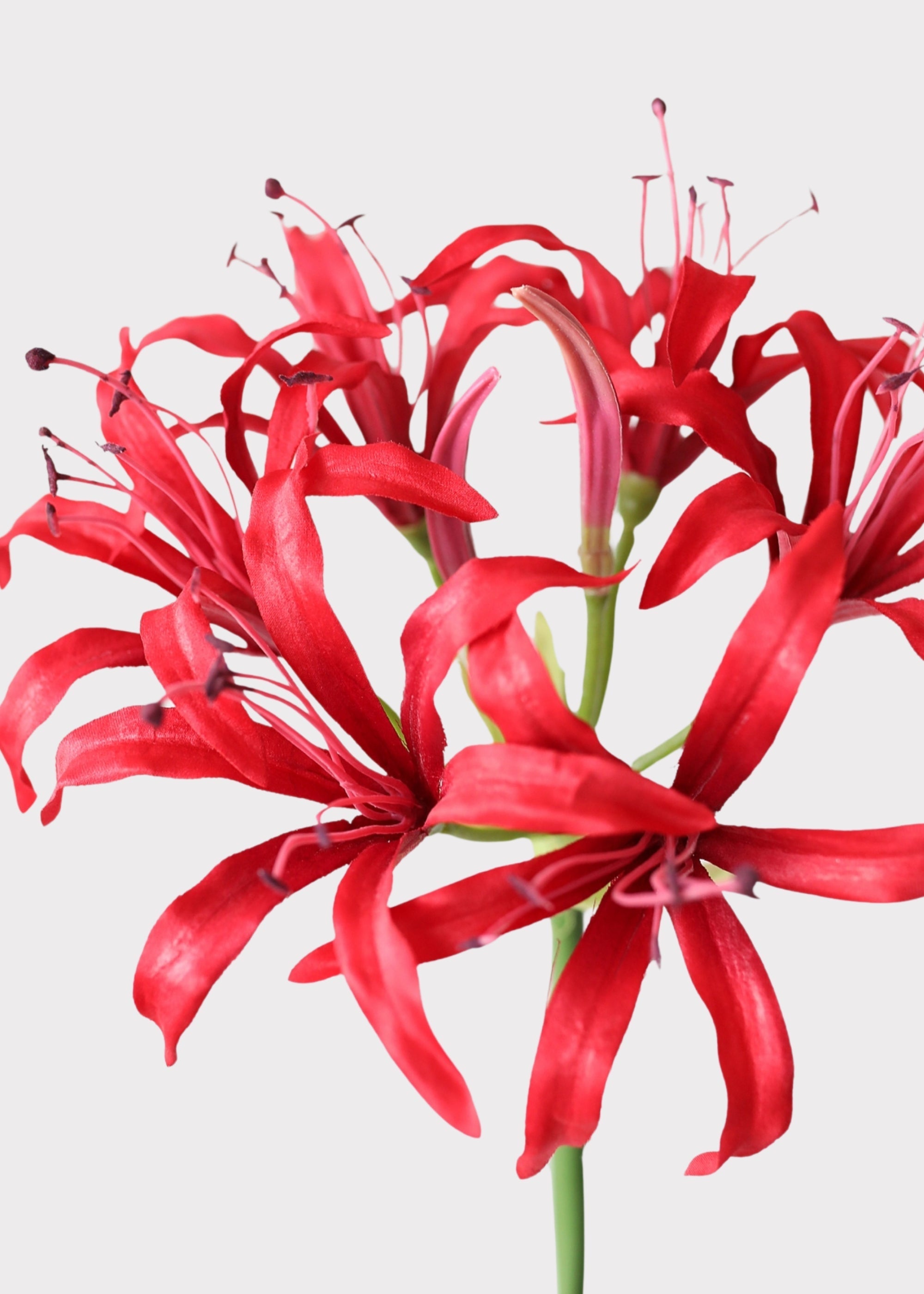 Red Nerine Spider Lily Artificial Flower - 29"