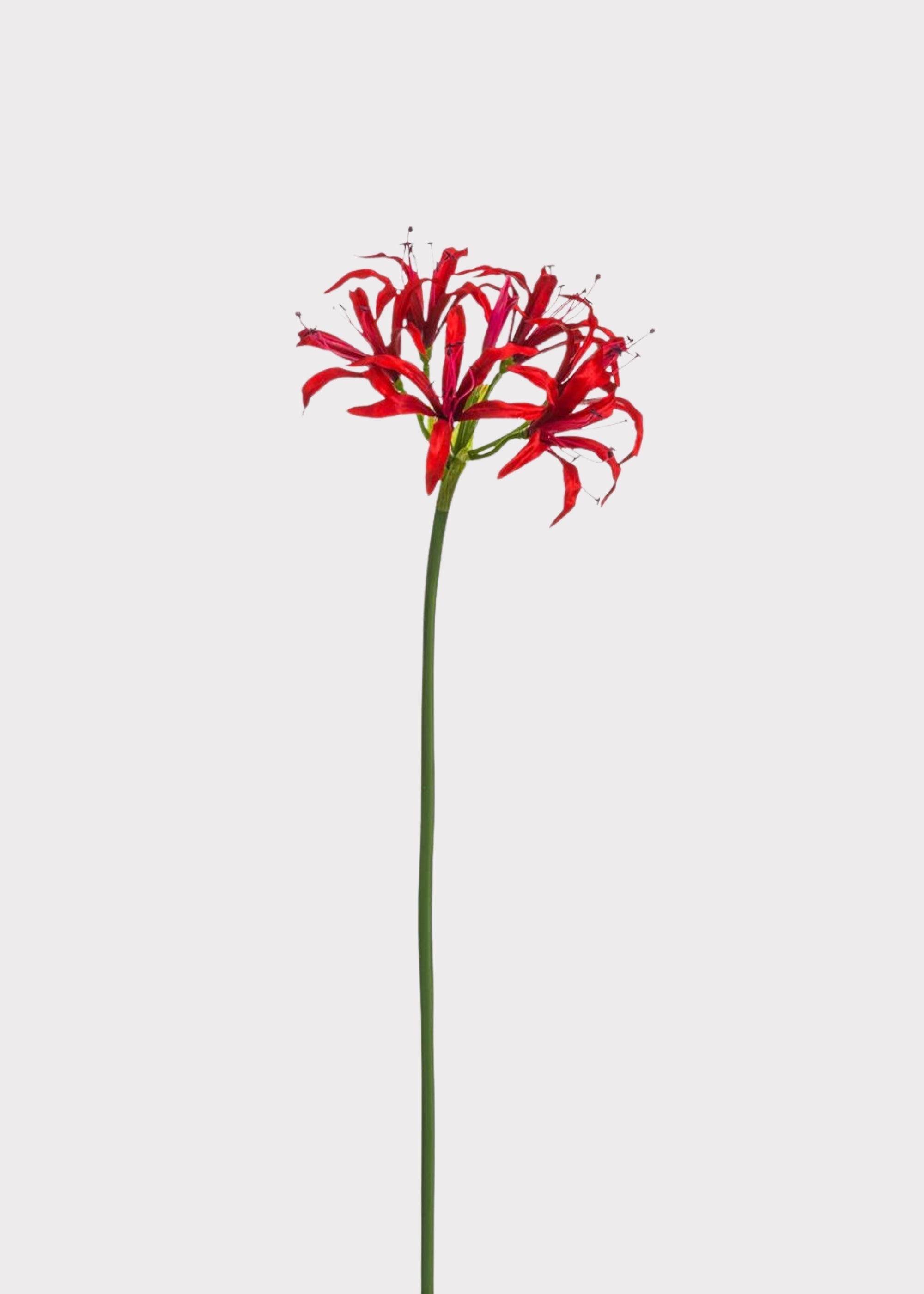 Red Nerine Spider Lily Artificial Flower - 29"