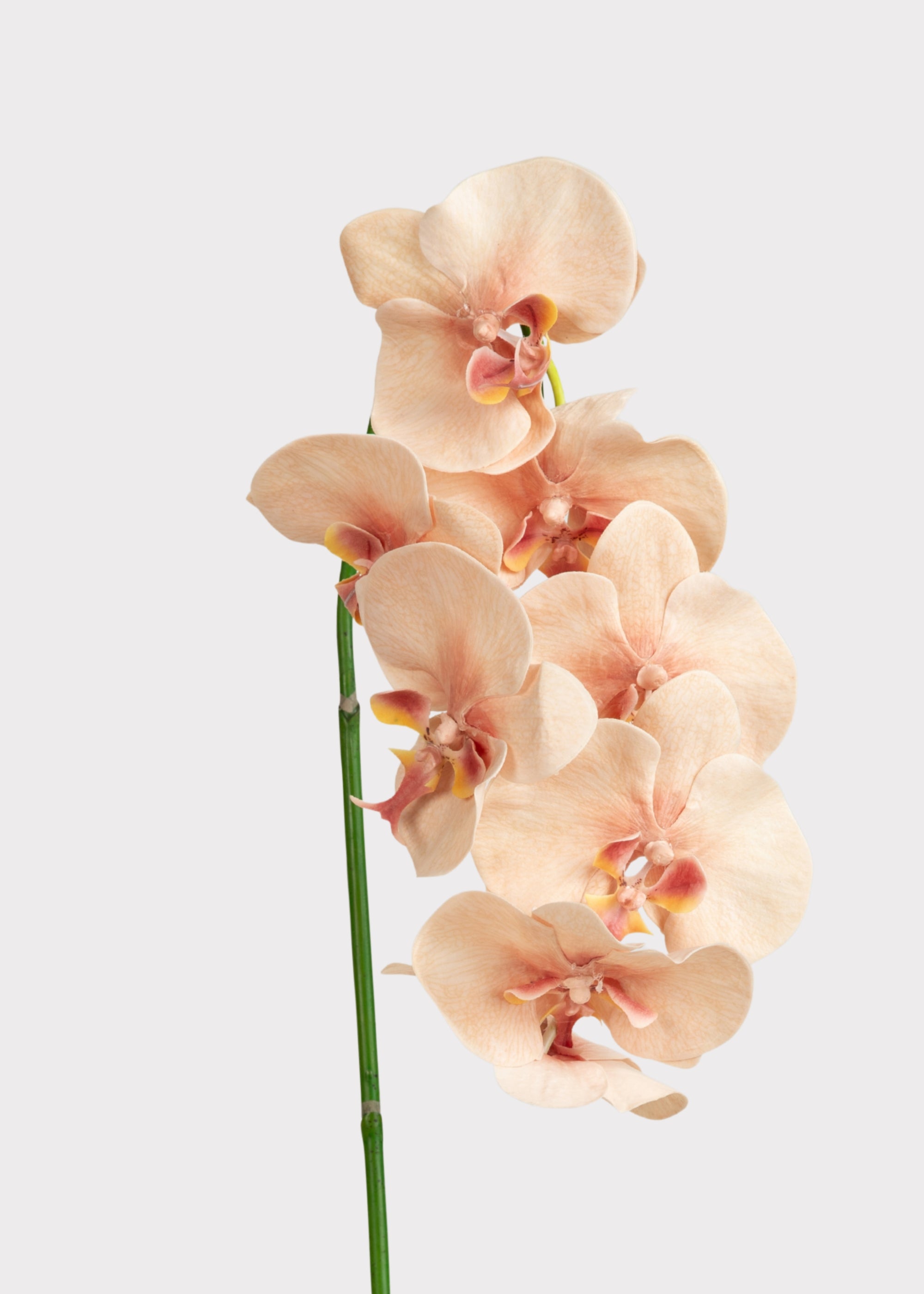 Fake Blooming Phalaenopsis Orchids in Peach Pink - 40"