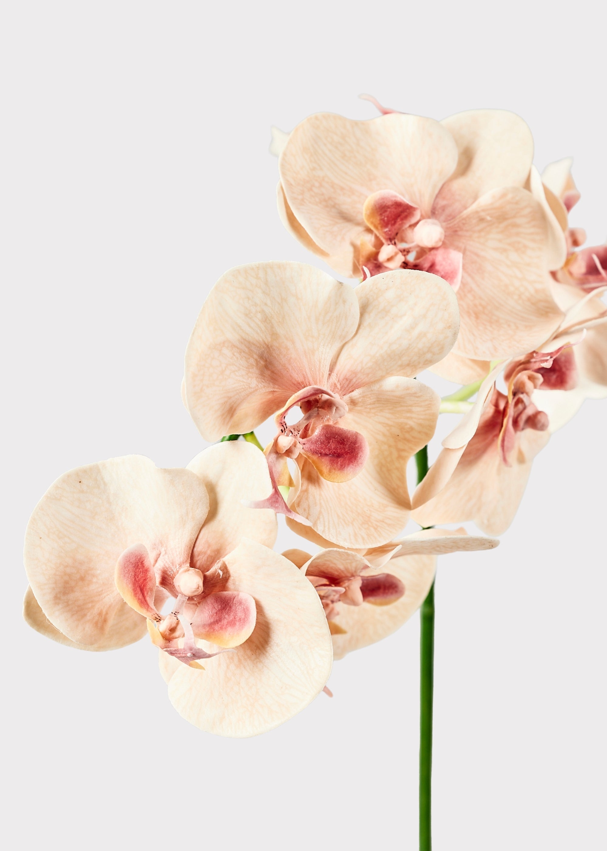 Fake Blooming Phalaenopsis Orchids in Peach Pink - 40"