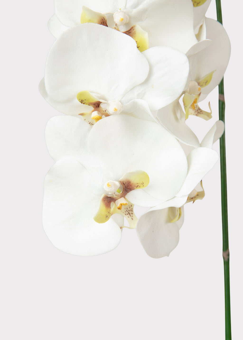 Faux White Blooming Phalaenopsis Orchids - 40"