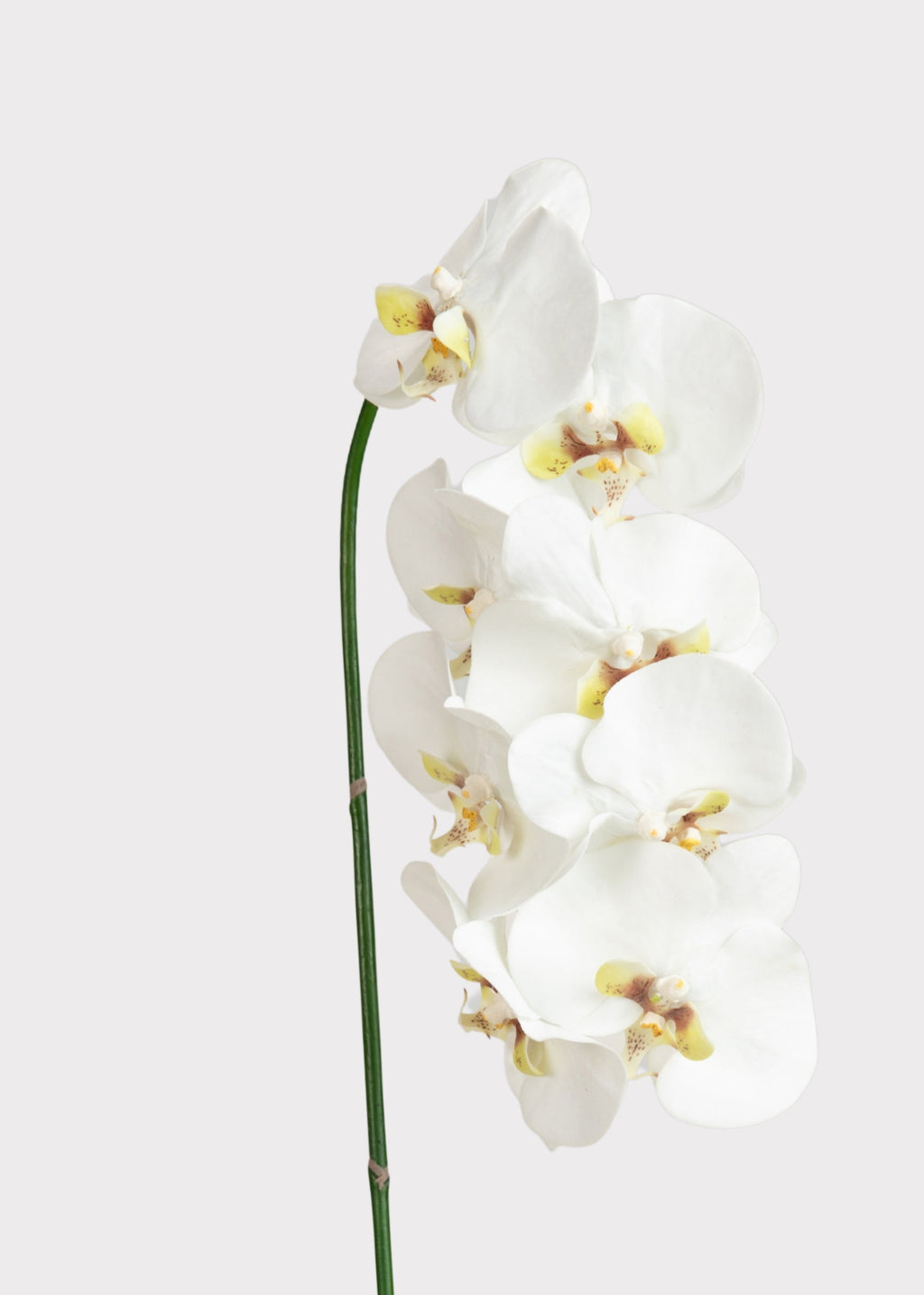 Faux White Blooming Phalaenopsis Orchids - 40"