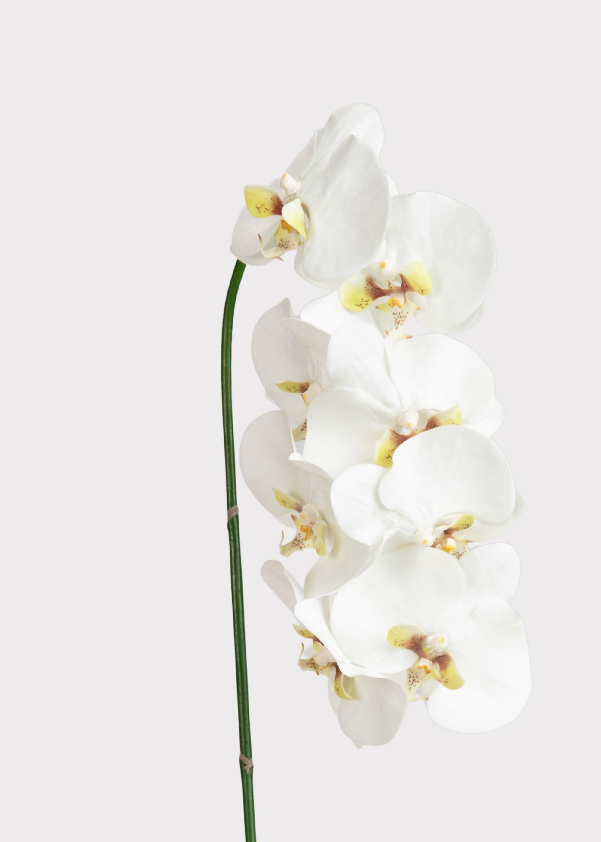 Faux White Blooming Phalaenopsis Orchids - 40"