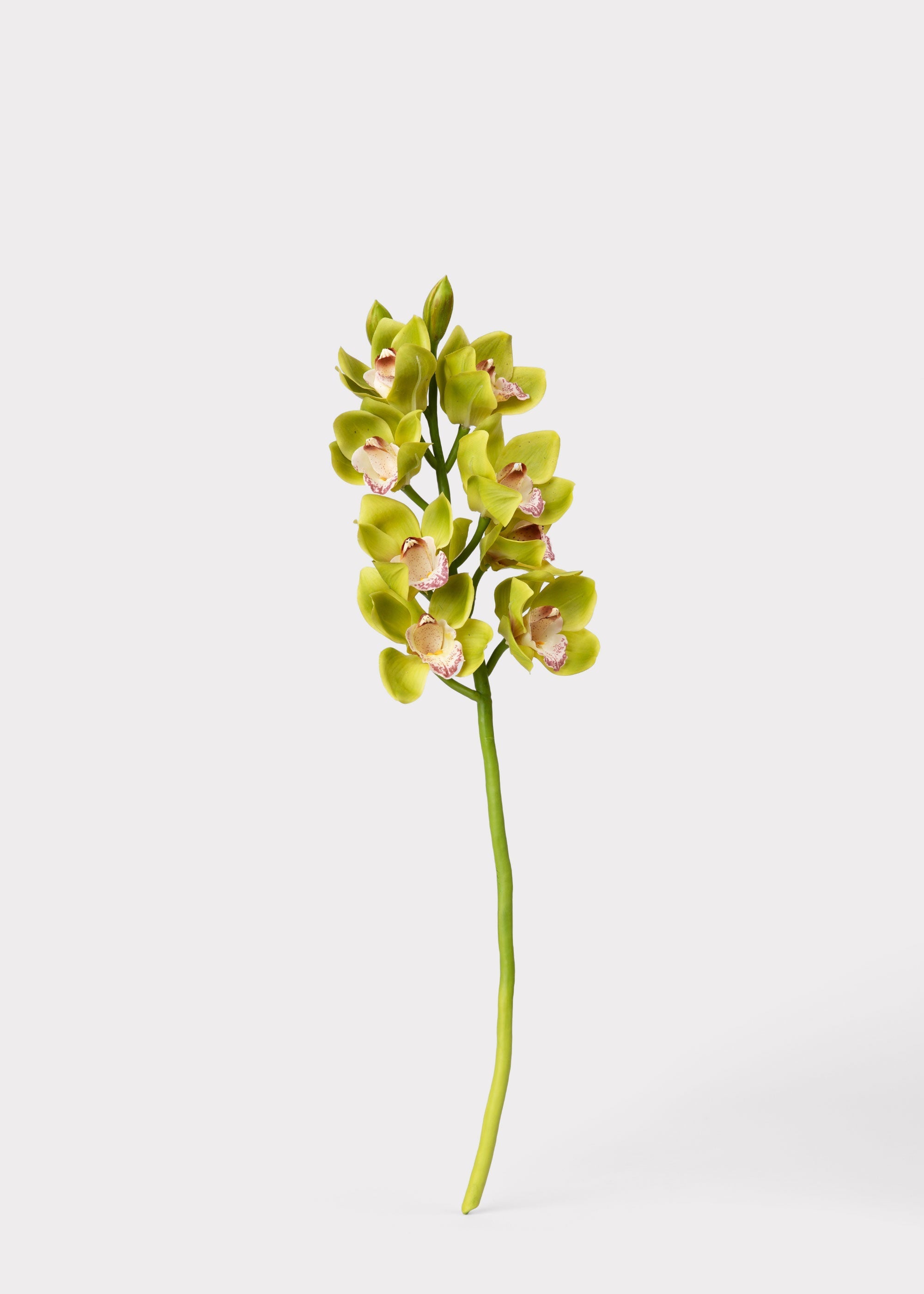 Green Burgundy Faux Cymbidium Orchids - 28.5"