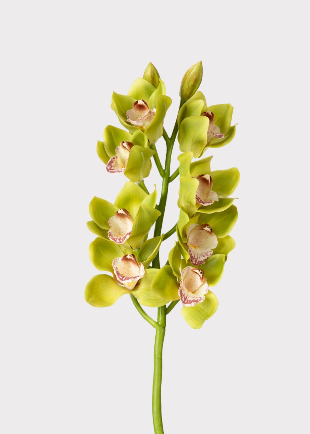 Green Burgundy Faux Cymbidium Orchids - 28.5"