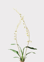 Tall Artificial Blooming Brassia Orchid Plant - 52"
